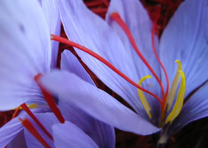 Railway In Apartment